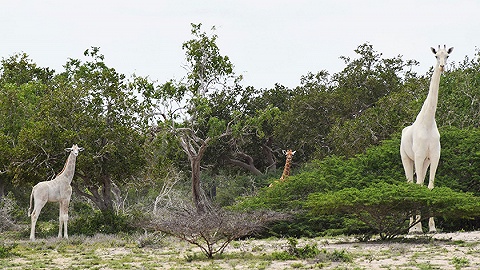 全世界就剩一只了：肯尼亚白长颈鹿母子惨遭猎杀